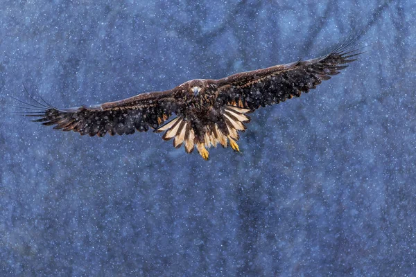 Літаючий Золотистий Білий Хвостовий Орел Відкритими Крилами Атакує Посадку Рукою — стокове фото