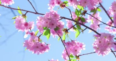 Japon kiraz çiçeklerinin açtığı çiçek açan bahar ağacı mavi gökyüzüne karşı, bahar doğası 4k video