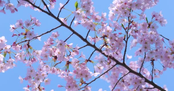 Virágzó Tavaszi Rózsaszín Japán Sakura Cseresznyevirág Ellen Kék Tavaszi Természet — Stock videók