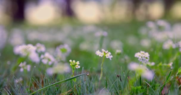 山の牧草地で新鮮な緑の草や野生の花の朝露 美しい春の森の風景 — ストック動画