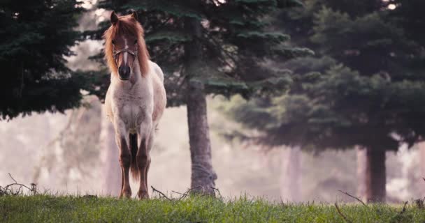 Spring Morning Fog Fresh Green Grass Dew Stallion Horse Mountain — Stock Video