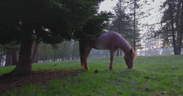Spring Morning Fog Fresh Green Grass Dew Stallion Horse Mountain — Stock Video