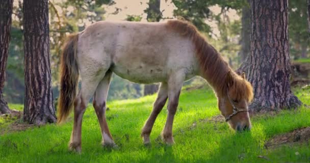 Lente Ochtend Mist Fris Groen Gras Met Dauw Hengst Paard — Stockvideo