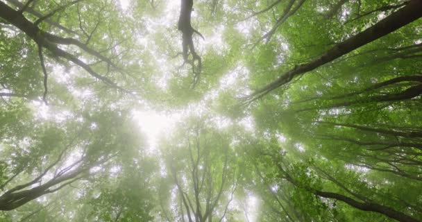 나무와 나뭇잎 사이로 — 비디오