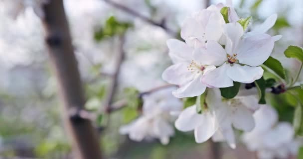 园圃中一棵苹果树的花瓣和花朵绽放的春天 4K慢镜头 — 图库视频影像