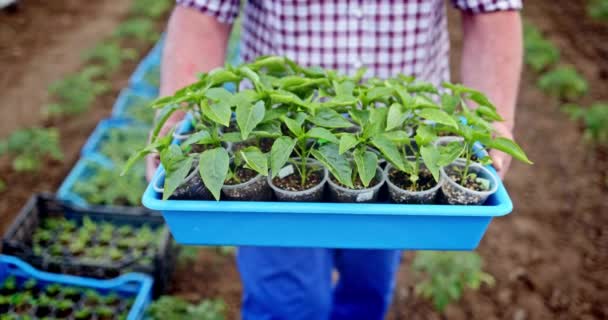 ピーマンとトマトの新鮮な若い緑の植物の箱を保持している農家の庭師 有機野菜の苗の栽培 — ストック動画