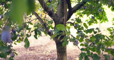 Güneşli bir günde meyve ve gün ışığıyla dolu bir meyve bahçesinde erik ağacı, 4k video.