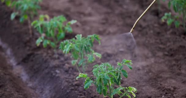 Farmer Gärtner Der Grüne Tomatenpflanzen Gemüsegarten Mit Pestiziden Zum Wachstumsschutz — Stockvideo