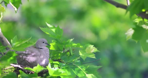 Porumbelul Cuib Ramura Copacului Grijă Ouăle Păsărilor Primăvara Viața Maternă — Videoclip de stoc