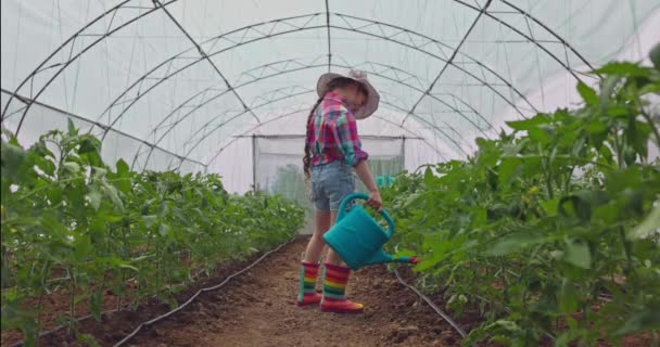 Молода Жінка Садівник Дівчина Фермер Теплиці Поливає Свіжі Домашні Помідори — стокове відео