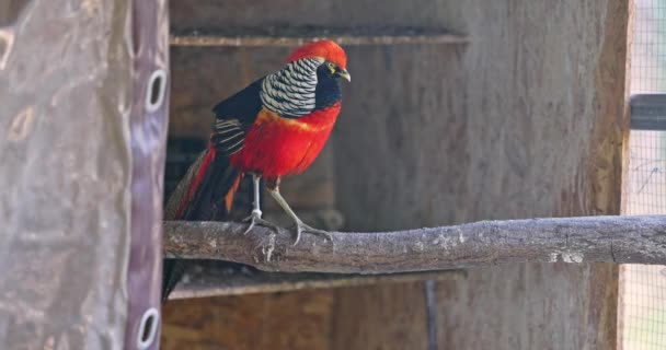 金鸡鸟 色彩艳丽的羽毛 野生动物在自然界中4K视频 — 图库视频影像