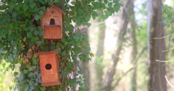 Holzvogelhaus Und Nistkasten Auf Einem Baum Freien Einer Waldnatur Video — Stockvideo