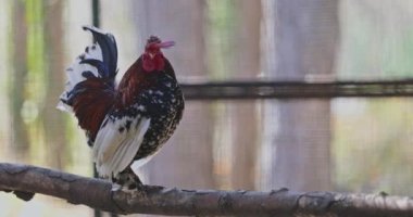 Kümes hayvanlarında horoz horozu, 4k video.