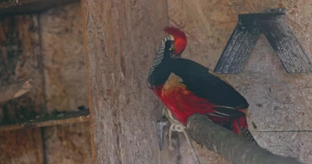 金鸡鸟 色彩艳丽的羽毛 野生动物在自然界中4K视频 — 图库视频影像