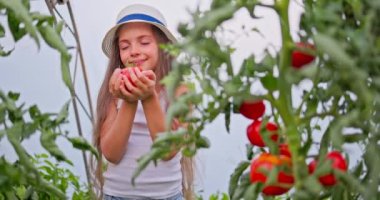 Küçük bahçıvan kız, taze yetişmiş domates sebzeleriyle bir serada çiftçi. 4k video.