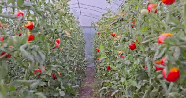 Promenade Travers Des Plants Tomates Rouges Mûres Fraîches Dans Une — Video