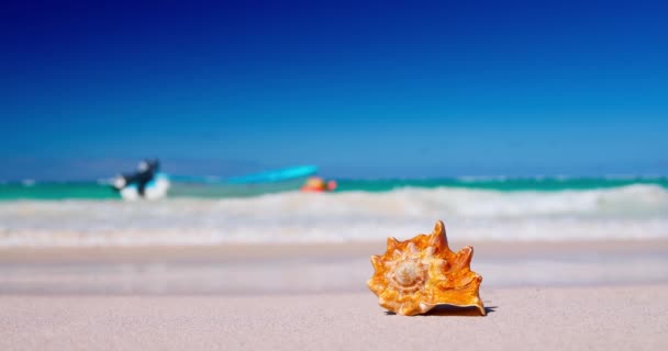 背景にターコイズブルーの海の波を持つ砂浜の貝殻 熱帯の目的地 夏休み上のカリブ海の島4Kビデオ — ストック動画
