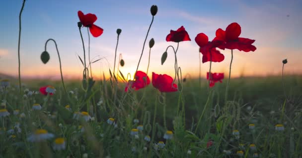 Poppy Kwiaty Zielonym Polu Rolniczym Przeciwko Błękitne Niebo Chmurami — Wideo stockowe