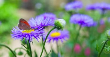 Kelebek vahşi yaşam böceği, 4k 'lik bir bahçede mor çiçeklerden bal topluyor.