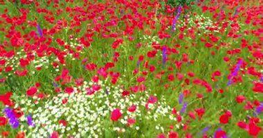 Çiçek açan kır çiçekleri haşhaş, papatya, çiçekler, kırsal kesimde ciyak ciyak.