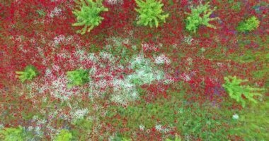 Çiçek açan kır çiçekleri haşhaş, papatya, çiçekler, kırsal kesimde ciyak ciyak.