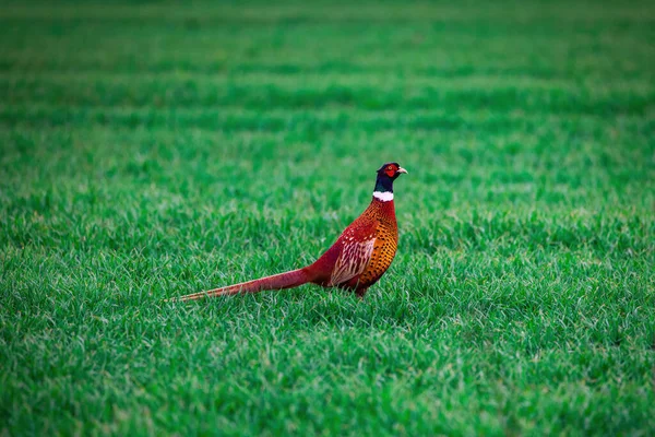 Золотий Довгохвостий Фазан Ігри Дикої Природи Птахів Зеленому Полі — стокове фото