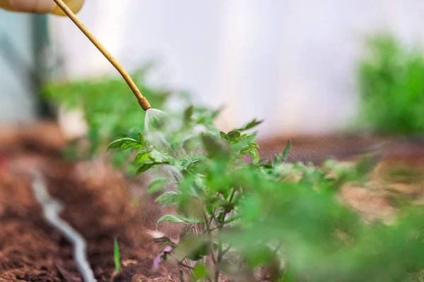Pulvérisation Herbicides Pesticides Insecticides Sur Des Plantes Vertes Végétales Cultivées — Photo