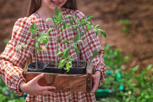 정원을 가꾸는 소녀와 농부는 도마도 묘목을 — 스톡 사진