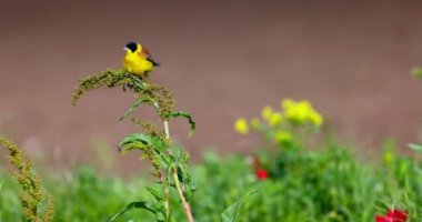 Siyah başlı Bunting yaban kuşu, Emberiza melanocephala, Bulgaristan 'da bahar mevsiminde bir ağaç dalında öten ötücü kuş