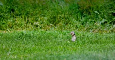 Avrupa yer sincabı ya da dağ sıçanı, bahar tarlasından taze çimen soğanı yiyor, 4K video. Vahşi yaşam hayvanlarının yaşam alanı