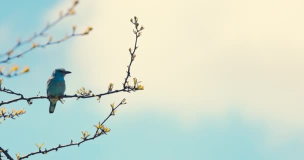Europejski Rollerblue Bird Coracias Garrulus Kwitnącej Gałązce Drzew Podczas Sezonu — Wideo stockowe