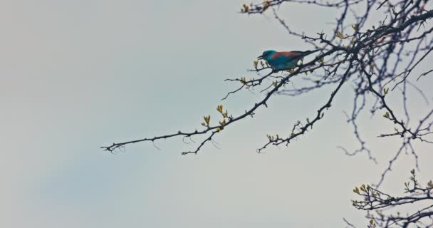 Europejski Rollerblue Bird Coracias Garrulus Kwitnącej Gałązce Drzew Podczas Sezonu — Wideo stockowe