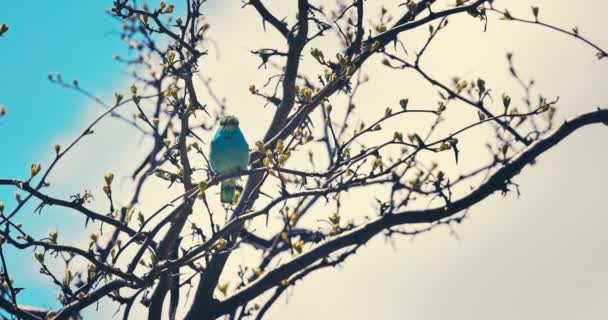 Європейські Роликові Блакитні Птахи Coracias Garrulus Квітучі Гілки Дерев Протягом — стокове відео