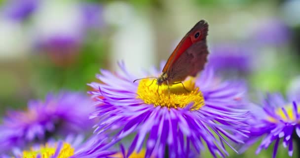 Collecte Papillons Miel Fleurs Pourpres Dans Jardin Champ Printemps Floral — Video