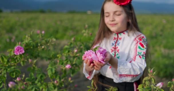 美しい女の子 民族の民俗衣装の若いブルガリア人女性は芳香のあるバラを楽しんで 香水油ベアリングローズ ローザDamascena でローズバレー ブルガリア 4Kビデオ — ストック動画