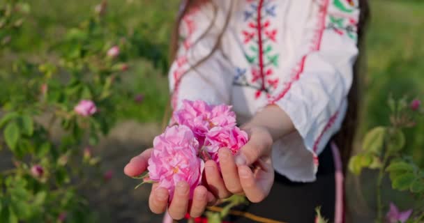 아름다운 의상을 장미를 즐기며 불가리아 라크의 계곡에서 석유를 장미를 비디오 — 비디오