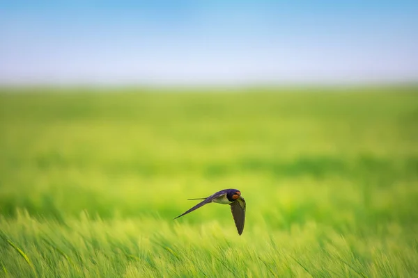 Granero Tragar Pájaro Vuelo Sobre Campo Agrícola Verde Campo — Foto de Stock