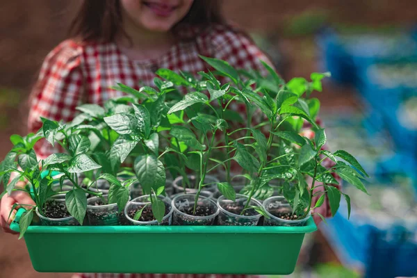 Girl Gardener Farmer Holds Crate Young Plants Pepper Fresh Seedlings — Stock Photo, Image