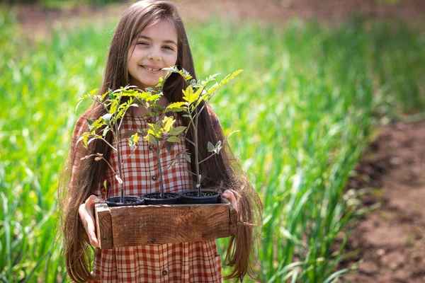 Garota Jardineira Agricultor Mantém Caixa Com Plantas Jovens Tomate Mudas — Fotografia de Stock