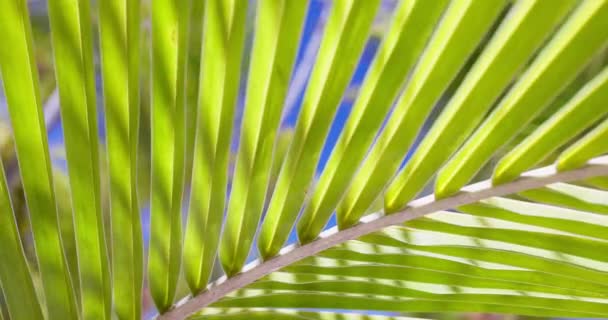 Schwingende Kokospalmenblätter Schatten Mit Sonnenstrahlen Auf Blauem Himmel Hintergrund Video — Stockvideo