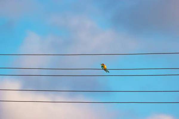 Europäische Bienenfresser Vogel Steht Vor Blauem Himmel Auf Elektrischem Draht — Stockfoto