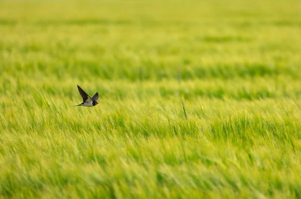 田舎の緑の農地上空を飛行中のバーンツバメの鳥 — ストック写真