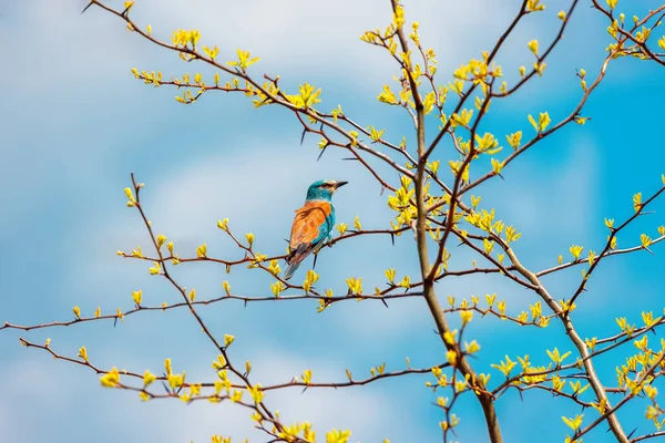 Європейські Роликові Блакитні Птахи Coracias Garrulus Квітучі Гілки Дерев Протягом — стокове фото
