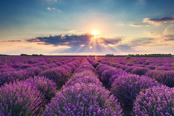 Solnedgång Landsbygden Över Jordbruks Blommande Lavendel Fält — Stockfoto