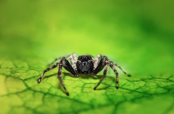 Ugráló Pók Vadon Élő Bogár Makró Közelkép Egy Zöld Levél — Stock Fotó