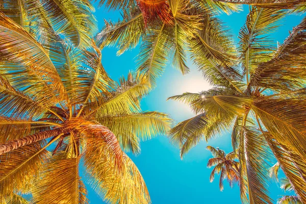 Palmbladeren Tegen Blauwe Lucht Wolken Het Tropische Strand Wijnoogst Uitzicht — Stockfoto