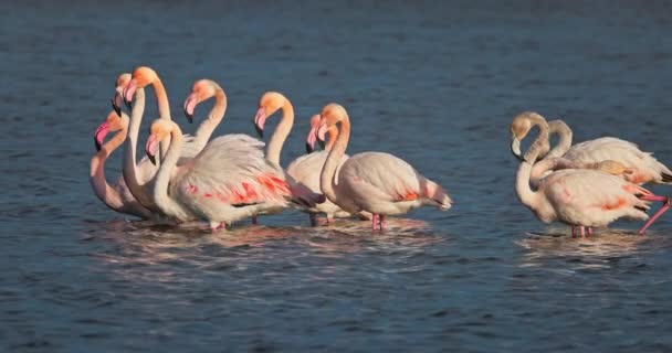 Manada Flamencos Rosados Alimentando Comida Lago Mar Video Flamingo Volando — Vídeos de Stock