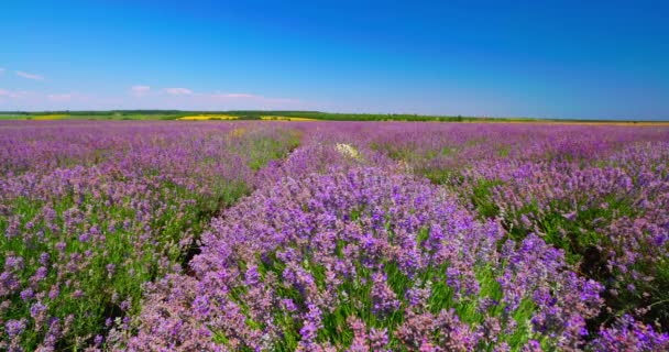 Bloeiend Lavendelveld Eindeloze Rijen Landbouwvelden Het Platteland Video — Stockvideo