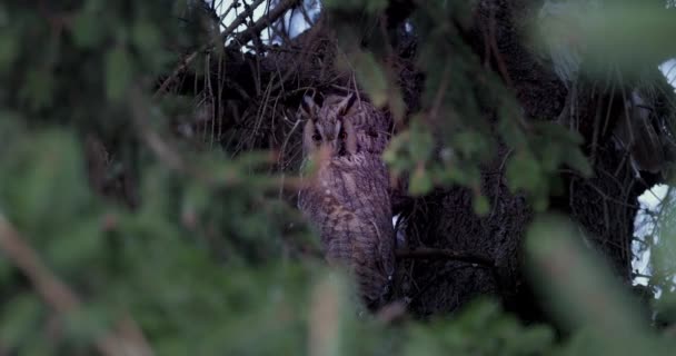 Довговуха Сова Дикої Природи Птах Спостерігає Гілки Соснового Дерева Таємничому — стокове відео