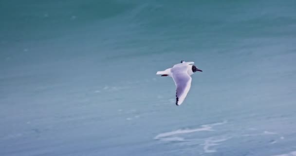 Sirály Nevető Sirály Vadon Élő Madár Repül Égen Tengervíz Felett — Stock videók